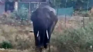 Elephant from Maharashtra strays into Belagavi, roams for 10 hours