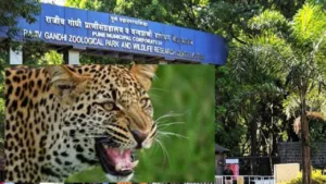 Pune : Leopard Escapes From Its Enclosure In Rajiv Gandhi Zoological Park Quarantine Center, Rescue Op Continues