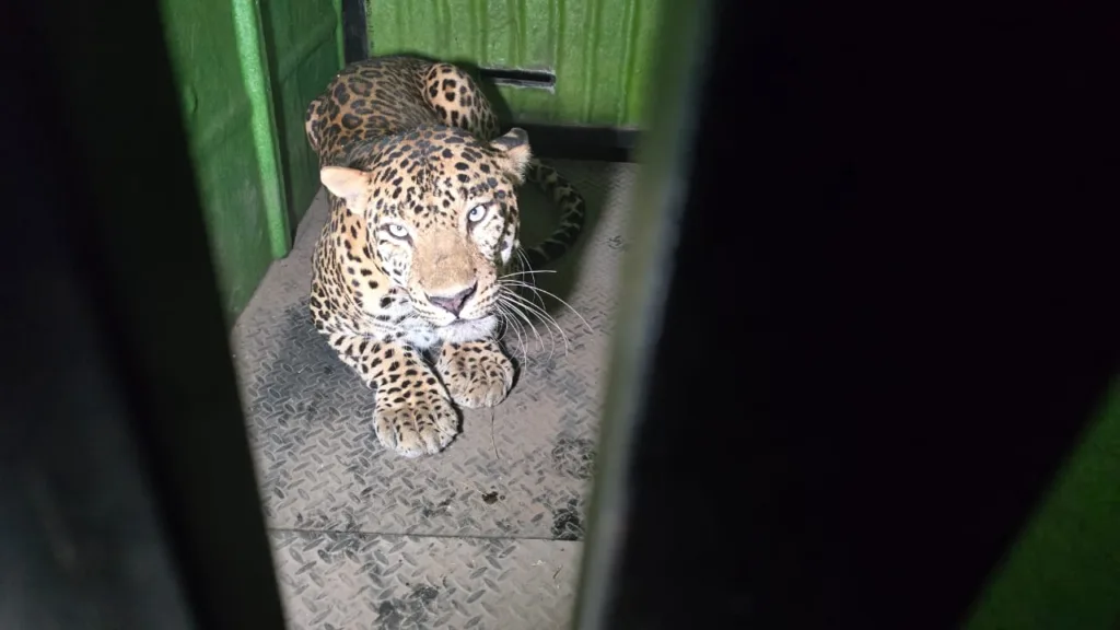 Pune :  Leopard 'Sachin' Safely Captured After 40-Hour Rescue Drama at Katraj Zoological Park