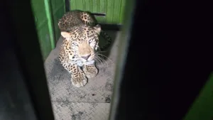Pune :  Leopard 'Sachin' Safely Captured After 40-Hour Rescue Drama at Katraj Zoological Park