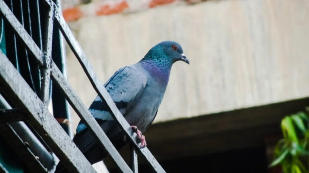 Pigeons