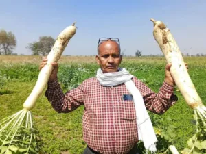 Read how a farmer cultivated ‘giant’ Radishes of 15 kg in Rajasthan