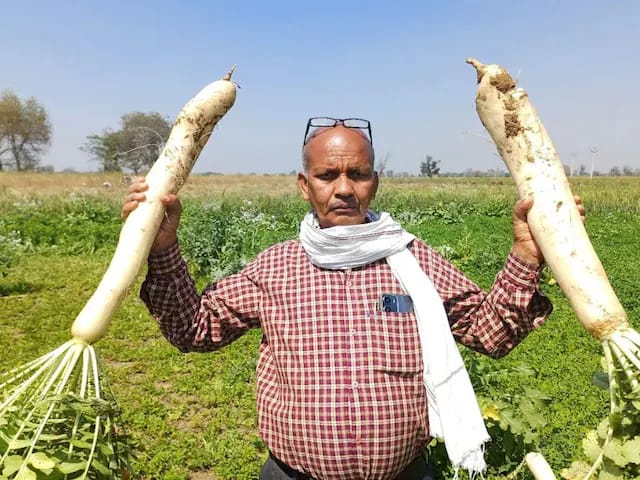 Read how a farmer cultivated ‘giant’ Radishes of 15 kg in Rajasthan