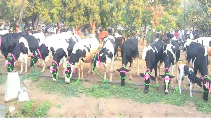 Rotary Club of Poona North donates 400 cows to lady farmers