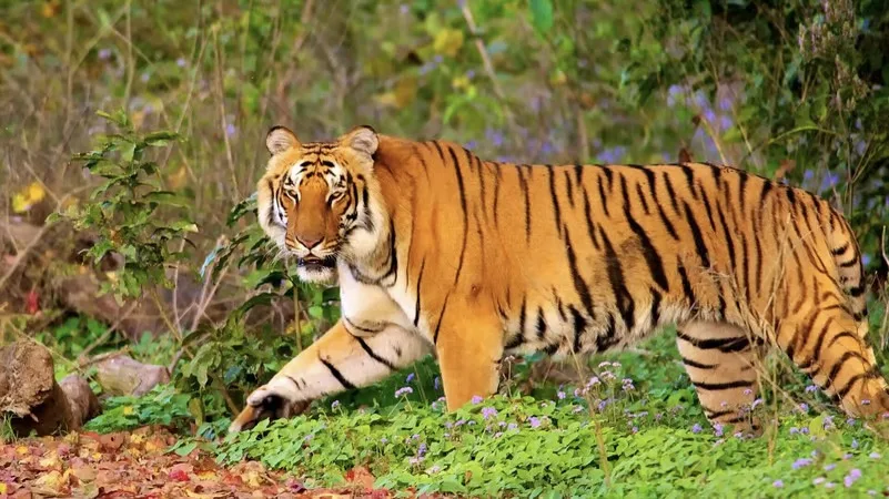 India's Top 10 Tiger-Sighting Hotspots: A Journey into the Wild