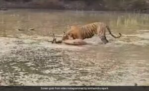Tiger's Fresh Kill at Ranthambore National Park