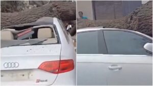 Tree Fall Incident Causes Major Traffic Jam on Chakan-Shikrapur Road in Pune