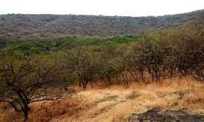 Pune Forest Dept to hold discussions about stopping illicit activities on hills