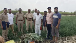 Pune Rural Police Bust Opium Production In Purandar Amidst Rise in Drug Cases, Police Arrest Cultivators