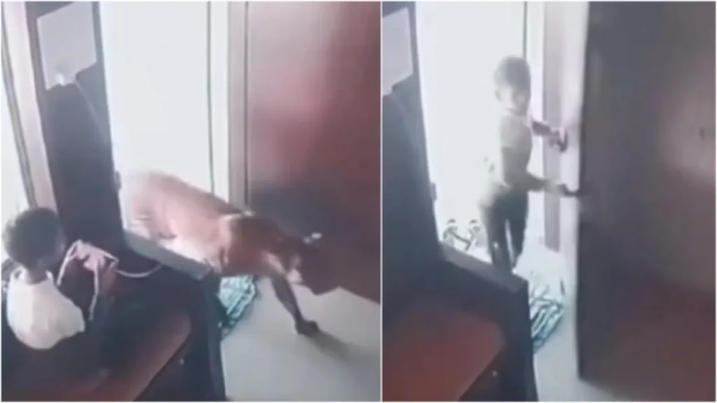 12 year old boy locks leopard in office in Malegaon; rescued later