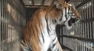 Pune : Bhakti Tigress From Katraj Zoo Finds New Home at Nahargarh Biological Park In Jaipur