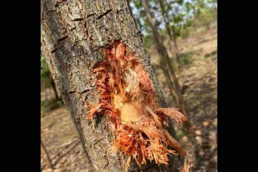 Pune : Two thieves caught stealing branches of Sandalwood trees in Khadki 