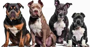Govt Seeks Ban On "Dangerous" Dog Breeds After Fatal Attacks, Suggests To Ban Sale, Breed, Import Of Rottweilers, Pitbulls, Terriers, Mastiffs