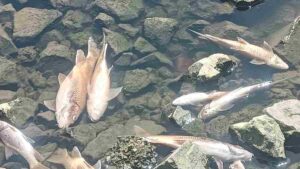 Shocking: 500 fishes found dead in Dehu’s Indrayani river