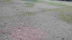 Pune : Dried up lawns of Kalyani Nagar Park irks residents; request urgent solution