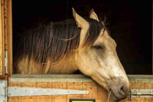 Horse Goes on Rampage, Bites 12 People in Chhatrapati Sambhajinagar