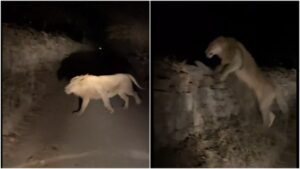 Video Captures Thrilling Encounter Between Biker and Asiatic Lion In Forest During Midnight