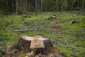 Deforestation Escalates Heat as Carbon Sinks Dwindle in Pune, Reveals Research