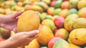 Pune : Early Arrival of Mango Season in Maharashtra Leads to Surplus and Drop in Prices