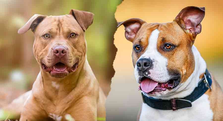 State Govt To Write To Local Bodies to Enforce Ban on 23 Dog Breeds Amid Safety Concerns