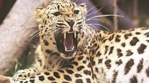 Pune: Forest Guard Injured in Leopard Attack near Junnar