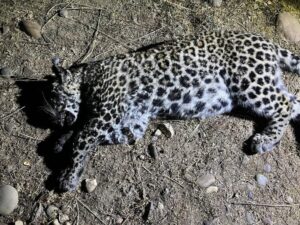 Pune : Leapord cub discovered in Nere Dattawadi