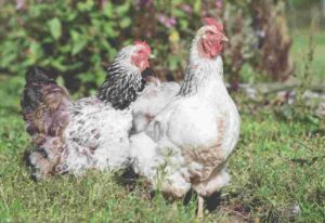 Chicken Purchase Dispute Sparks Clash in Maharashtra