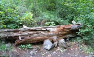 Pimpri Chinchwad on alert for pre-monsoon storms: Residents cautioned against falling trees and unstable billboards