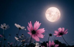 April's Pink Moon to illuminate the spring sky