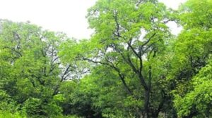 Pune News : Bombay High Court Directs PMC to Replant 71 Trees on Ganeshkhind Road