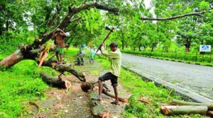 Pune: Mulshi builder must plant 2400 trees, informs forest dept