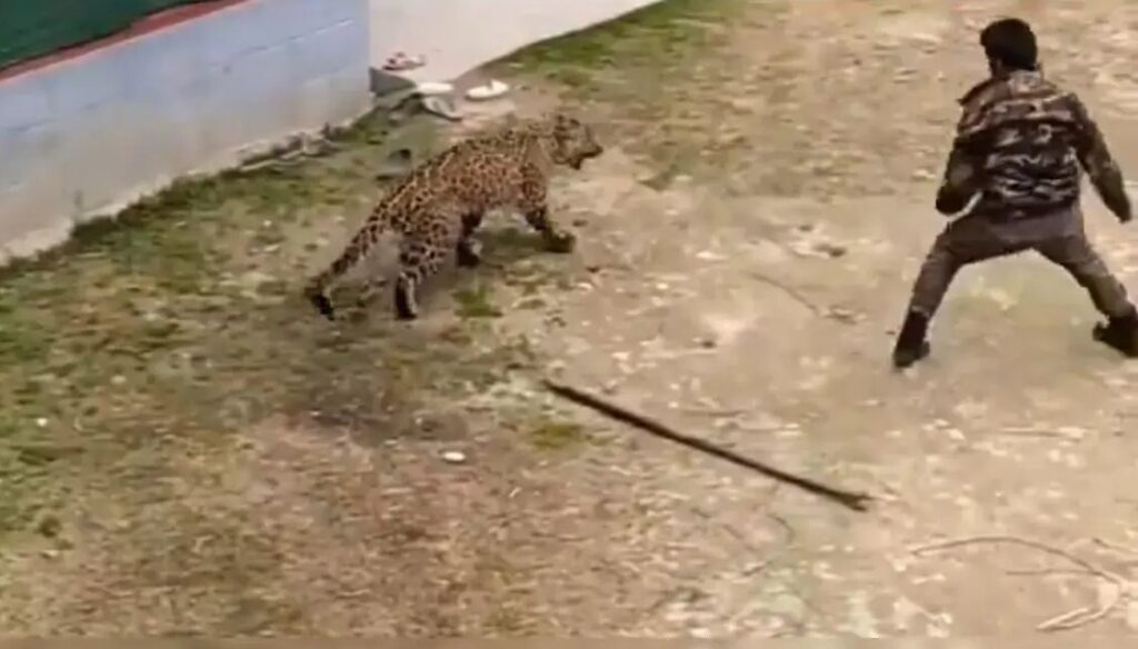 Watch: Wildlife Official Uses Stick to Defend Against Leopard in Kashmir Village