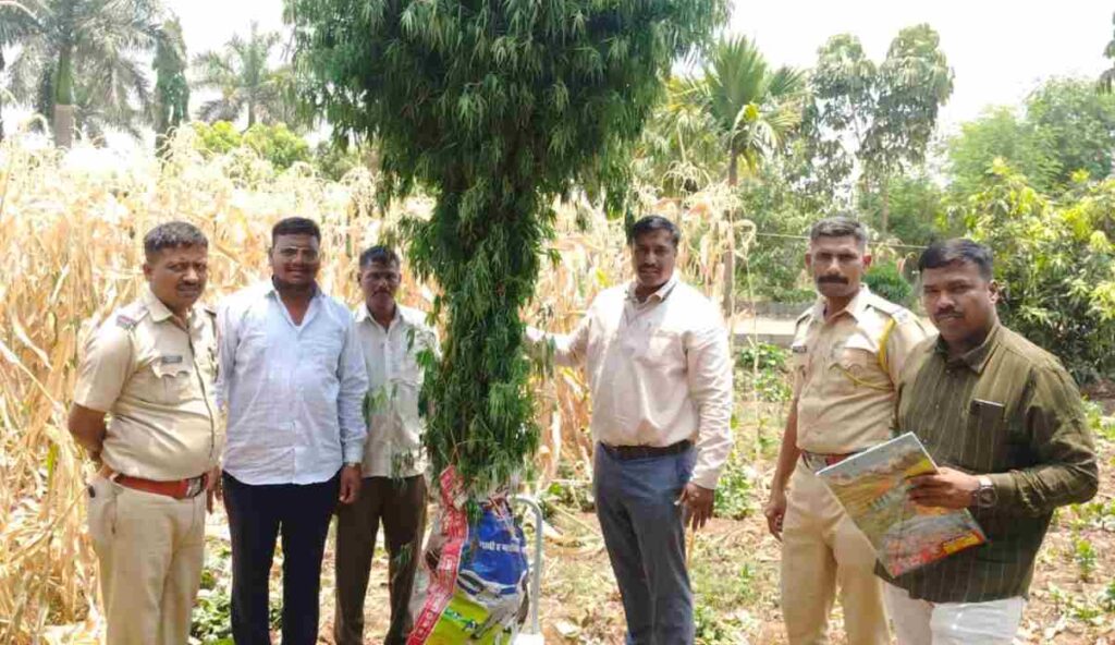 Pune: Chakan Police Confiscate 23 kg of Marijuana Hidden in Cornfield, Farmer Arrested