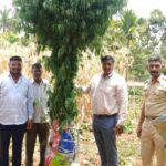 Pune: Chakan Police Confiscate 23 kg of Marijuana Hidden in Cornfield, Farmer Arrested