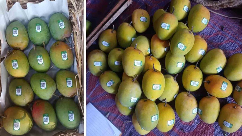More than 1,55,000 QR coded Alphonso Mangoes Sold Till Now