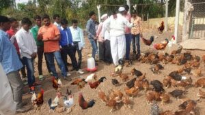 Poultry Farming