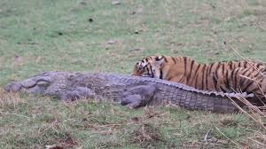 Rare video of tigress and cubs feeding on a crocodile amazes social media