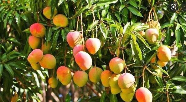 rediscovering-the-grandeur-of-bihar-s-dudhiya-malda-mango-why-the-milky-fruit-needs-to-be-conserved-from-extinction-pune-pulse