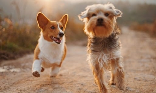 Swiggy Introduces 'Paw-ternity Policy' to Support Pet Parents