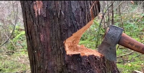 Unidentified people cut trees on the Pune-Solapur National Highway!