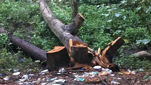 PMC Hearing Today On Yerwada Tree Felling: Pune Citizens Rally To Save 246 Trees