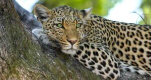 Spike in Junnar Leopard Deaths Blamed on Territorial Fights and Ecological Imbalance