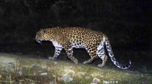 Leopard Mauls 18-Month-Old in Junnar: Second Attack in a Month Prompts Urgent Action