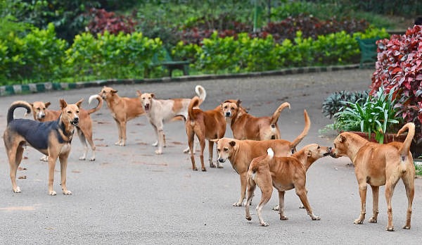 Pune: Civic Action Committee Formed in Bhukum To Tackle Stray Dog Menace