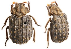 Pune: Pune Based Scientist's Discovery of Omorgus Beetle in Maharashtra Makes Groundbreaking Stride in Forensic Sciences