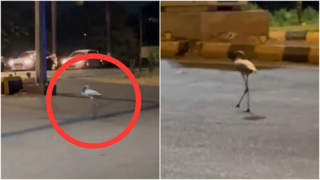 Rare appearance of Flamingos in Navi Mumbai face tragic turn of events 