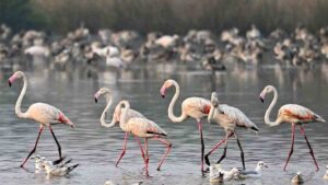 Rare appearance of Flamingos in Navi Mumbai face tragic turn of events