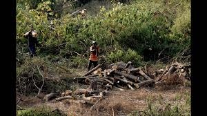 Pune: NGT Issues Notice Over Tree Felling In Wanowrie Reserve Forest , District Authorities Summoned