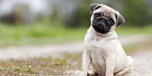 ‘Pugs’ Wearing Breathing Apparatus to Warn Pune Residents That Flat-Faced Breeds Suffer for Life, Demonstration To Be Held On April 26