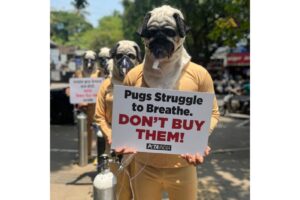 Pune: Animal Activists Stage Demonstration Highlighting Health Issues In Pugs